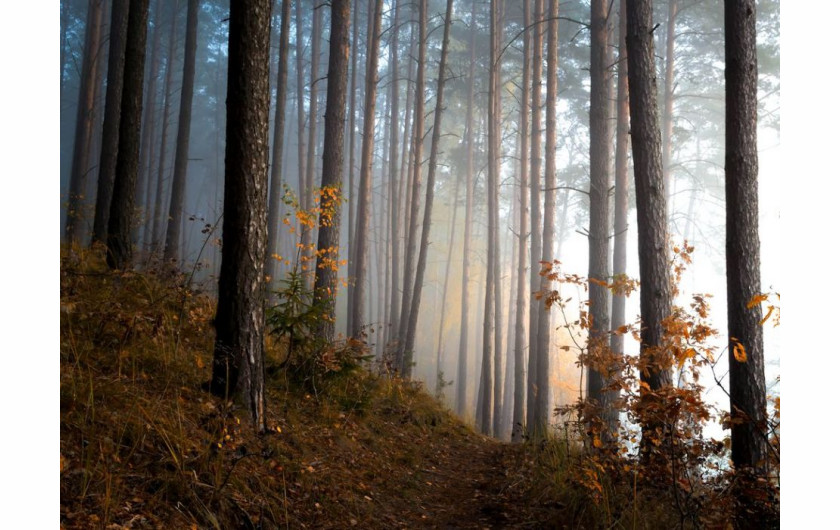 fot. Krzysztof Tollas, Walking Along the Forest Road, 3. miejsce w kategorii Book (self-published) / Nature