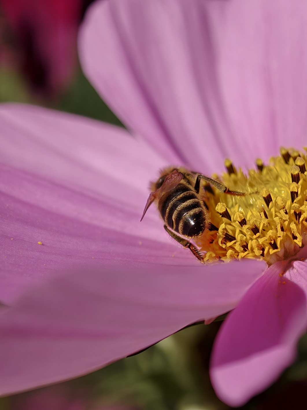 1/2007 s, f/2.1, ISO 100, 16.5 mm