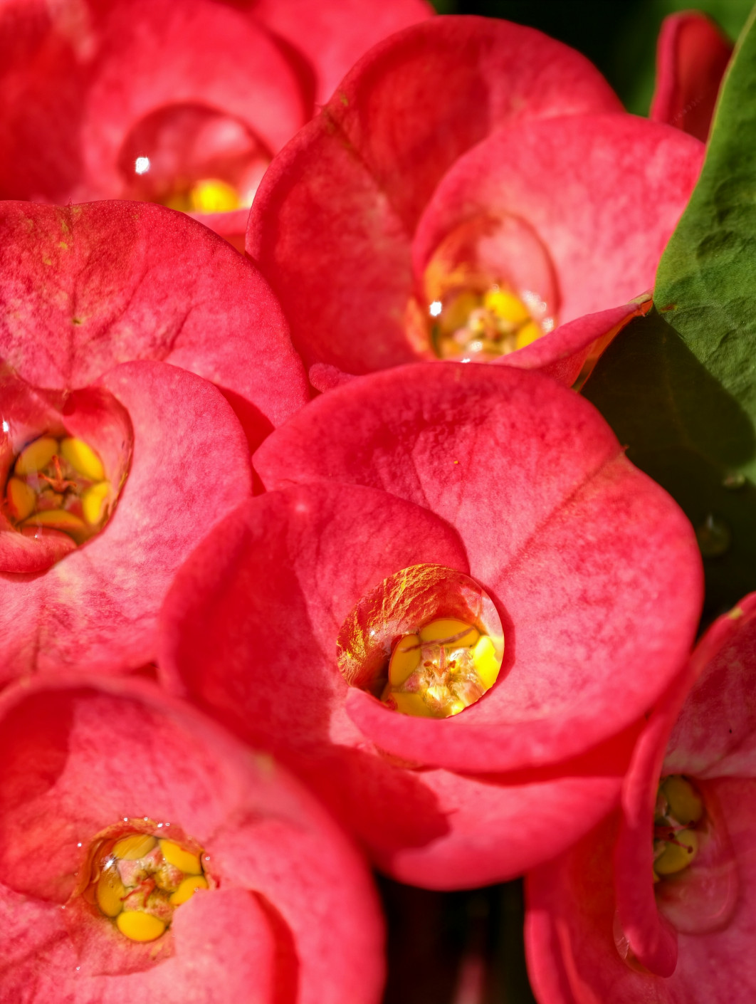 1/206 s, f/16, ISO 50, 85 mm, Macro