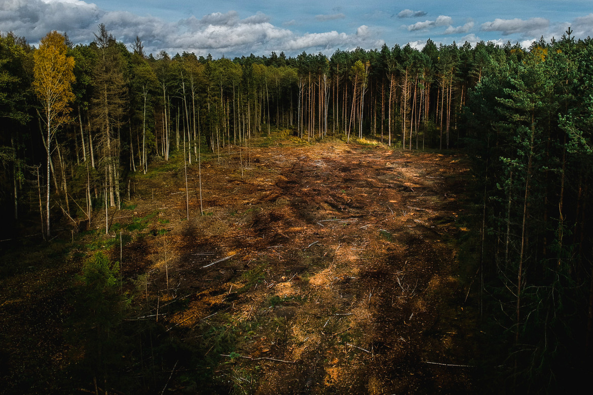 Krystian Maj - Czerlonka 15.10.2017 Pomimo zapewnień ministerstwa o precyzyjnych cieciach pojedynczych drzew, wycinka dużych połaci lasu jest często prowadzona z dala od turystycznych szlaków.