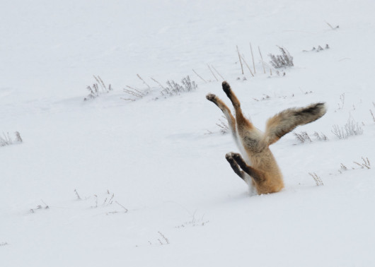 © Angela Bohlke - nagroda Grand Prix konkursu Comedy Wildlife Photography Awards 2016 i I miejsce w kategorii The Nikon Creatures of the Land