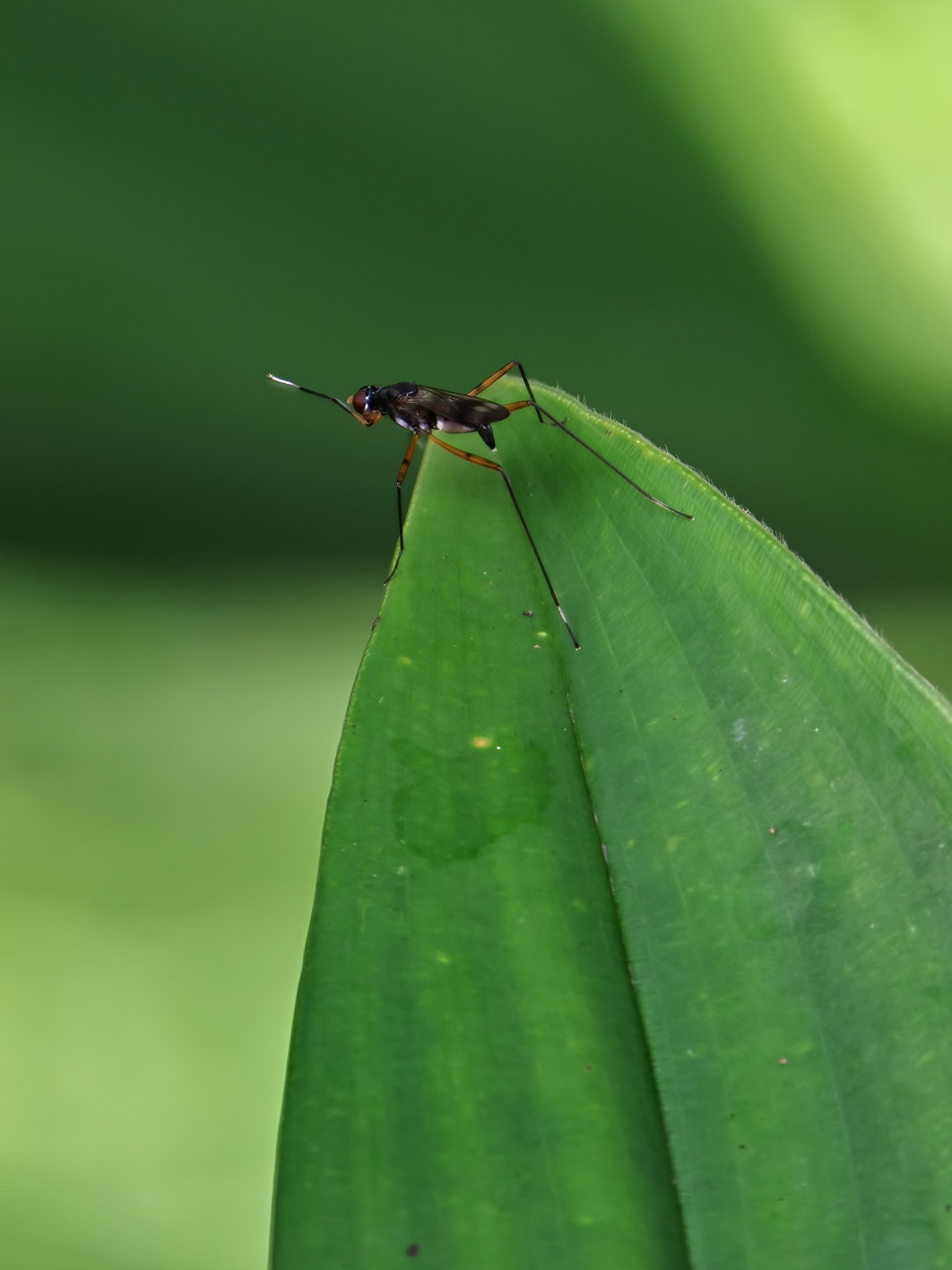 1/100 s, f/2.1, ISO 64, 16.5 mm