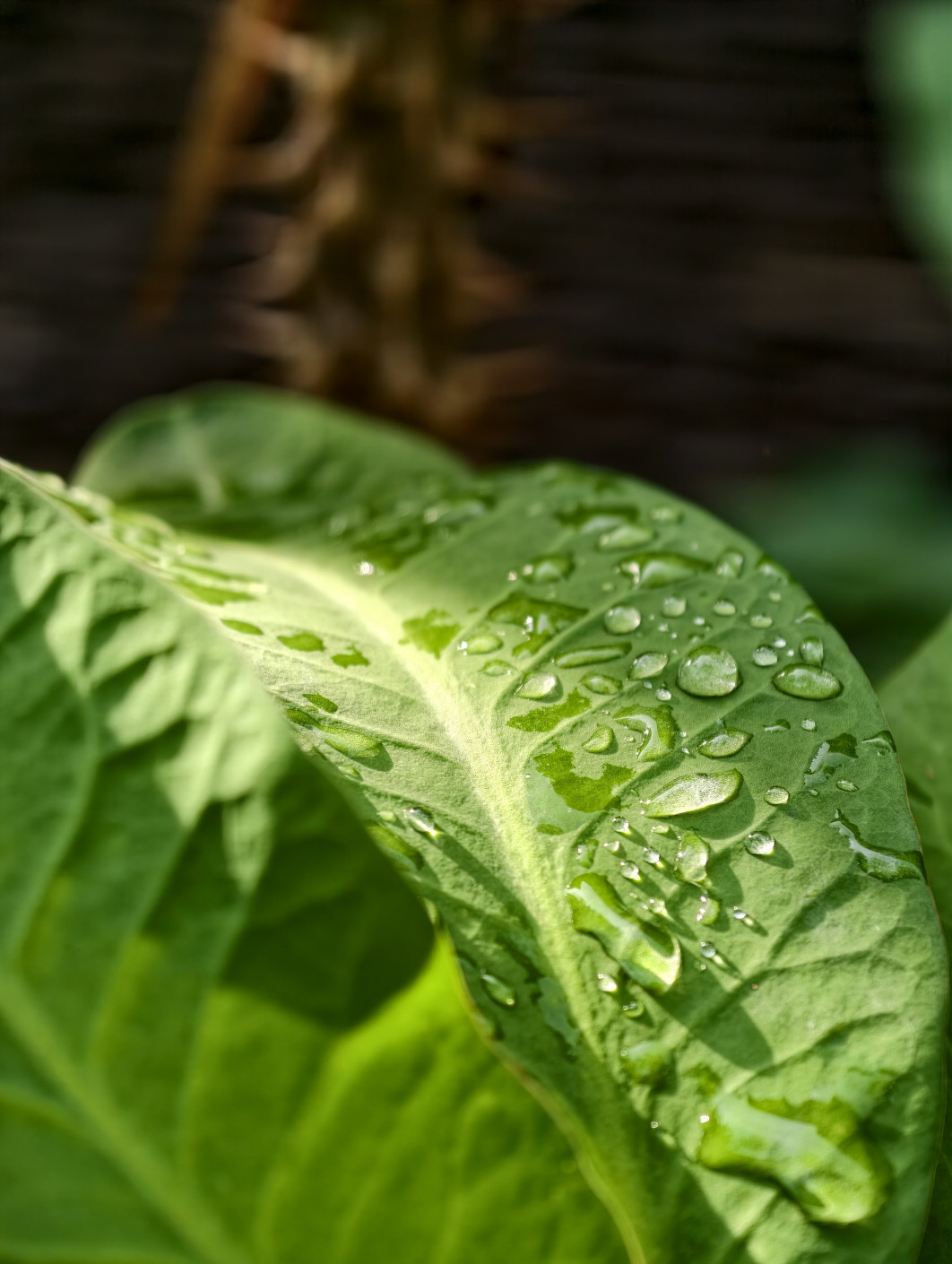 1/100 s, f/16, ISO 88, 85 mm, Macro