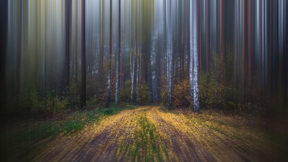 fot. Krzysztof Tollas, "Walking Along the Forest Road", 3. miejsce w kategorii Book (self-published) / Nature