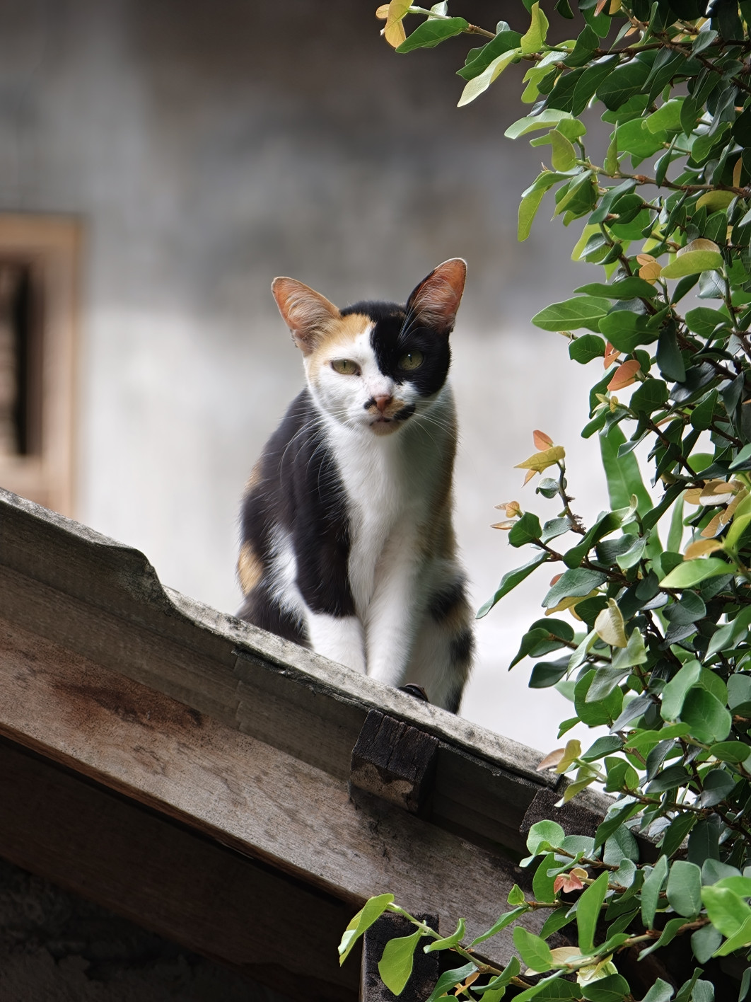 1/100 s, f/2.1, ISO 125, 16.5 mm