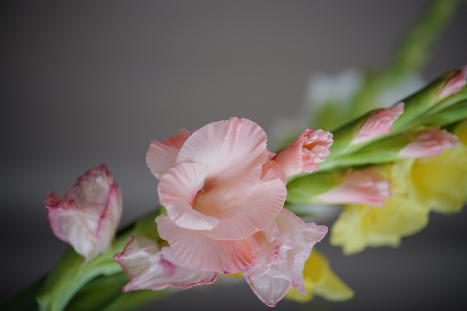 1/125 s, f/1.4, ISO 640, 75 mm