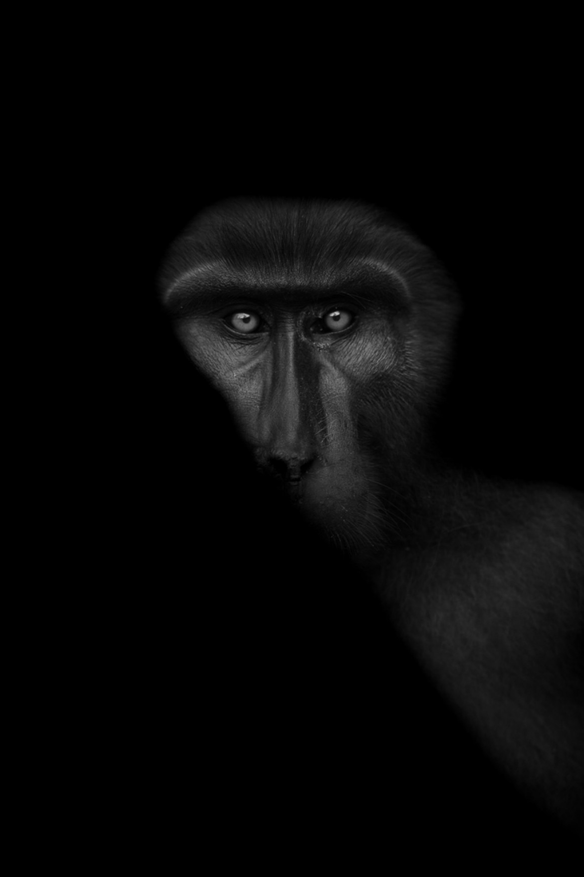 THOMAS VIJAYAN "Tonkean Macaque" - II miejsce w kategorii Nature and Wildlife (zdjęcie pojedyncze) 