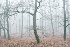 fot. Marcel Jedynak, nominacja w kat. Nature, z serii "Mystic Woods"