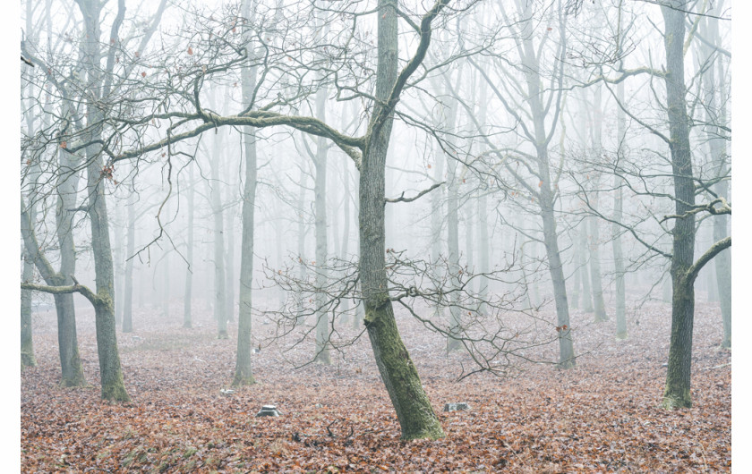 fot. Marcel Jedynak, nominacja w kat. Nature, z serii Mystic Woods