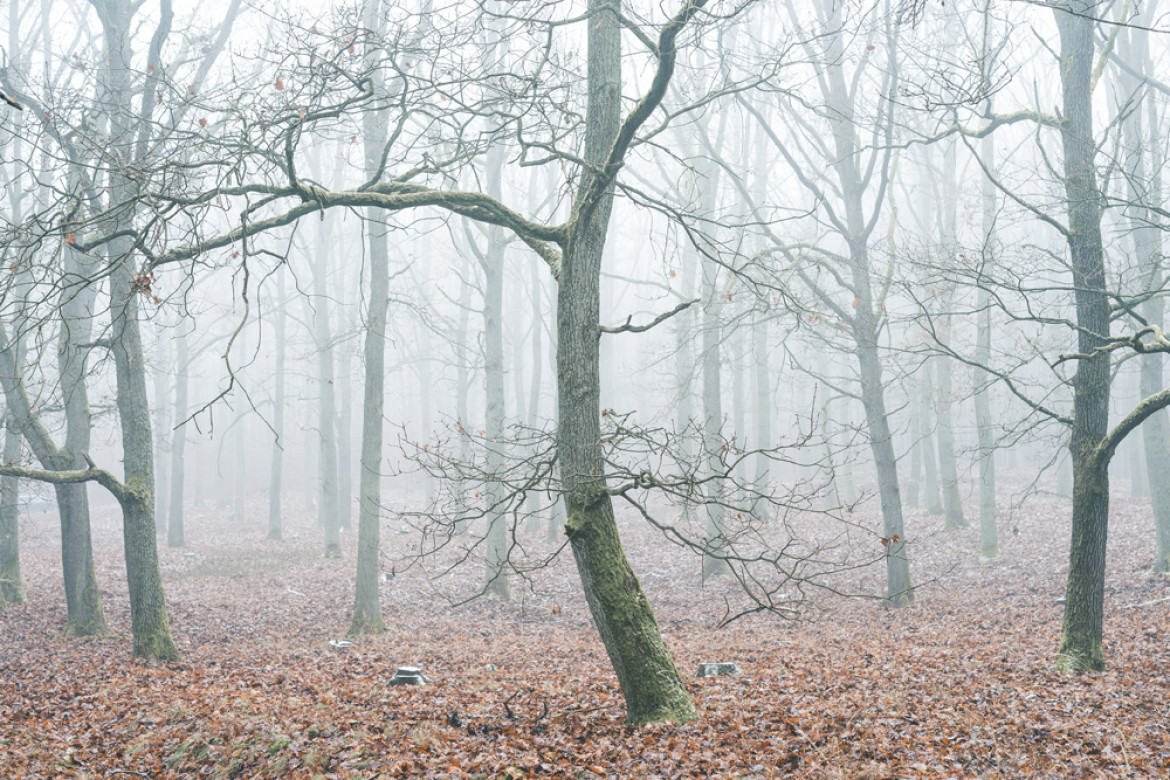 fot. Marcel Jedynak, nominacja w kat. Nature, z serii "Mystic Woods"