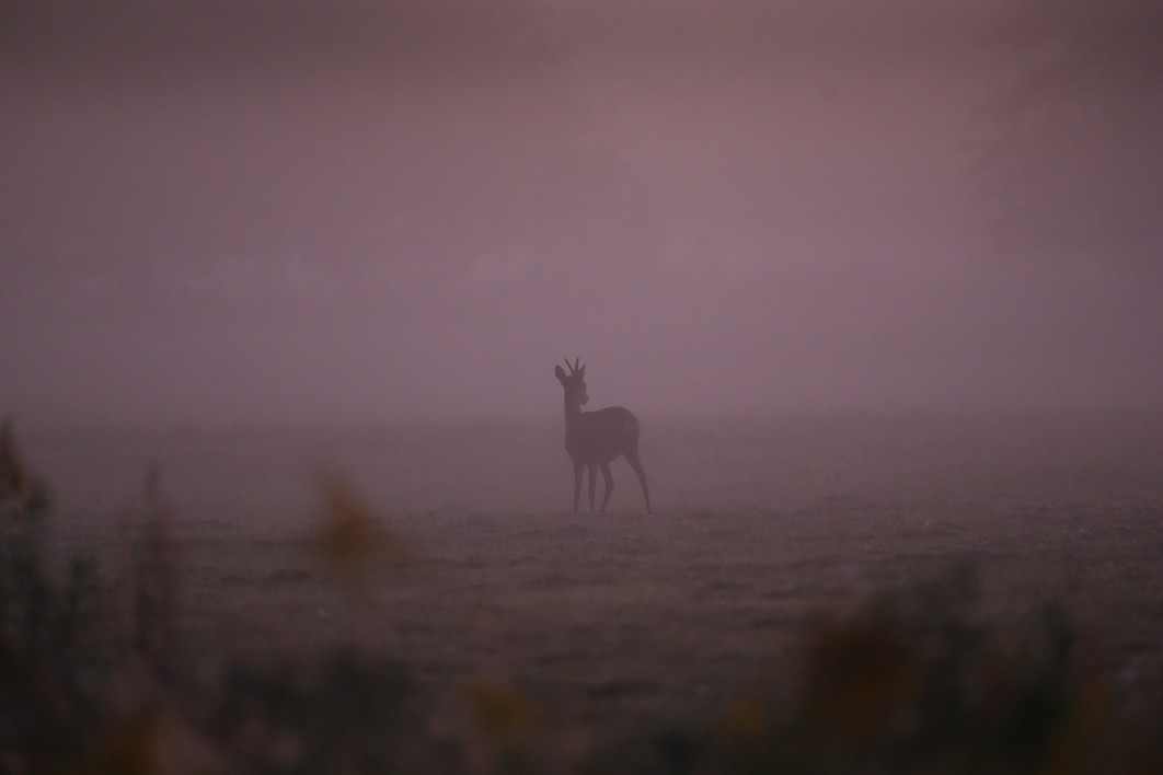 1/125 s, f/4.5, ISO 6400, 400 mm