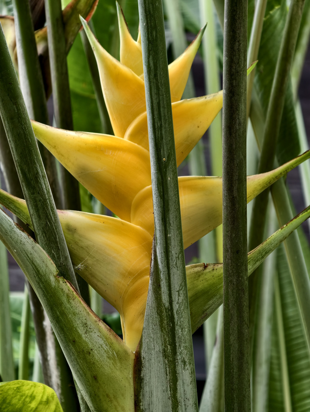 1/100 s, f/2,67, ISO 374, 85 mm