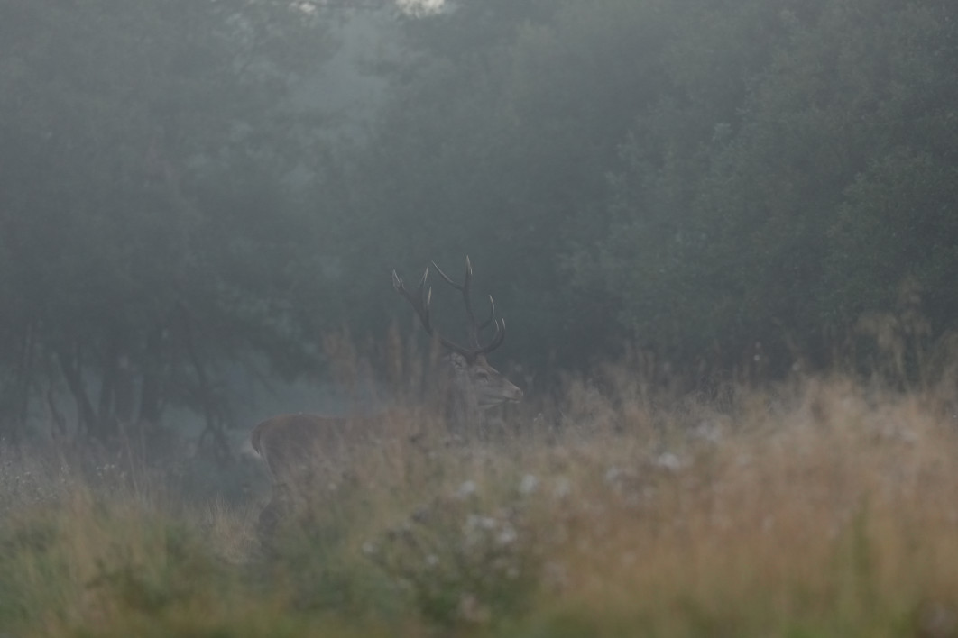 1/640 s, f/4.5, ISO 1000, 400 mm, crop APS-C