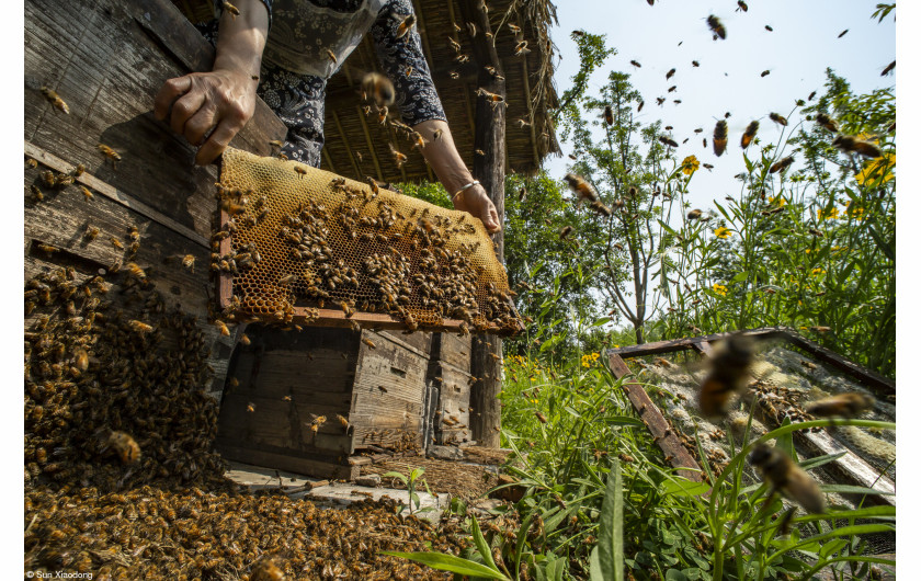 fot. Xiadong Sun, When the Hive is Filled, 1. miejsce w kategorii Food in the Field