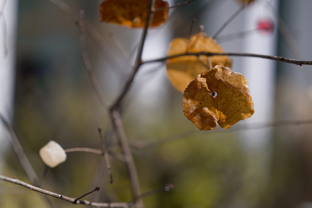 1/4000 s, f/2, ISO 125, 50 mm