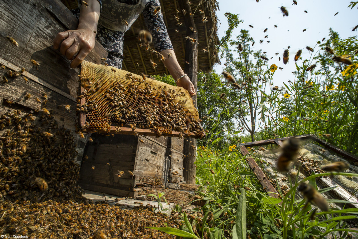 fot. Xiadong Sun, "When the Hive is Filled", 1. miejsce w kategorii Food in the Field