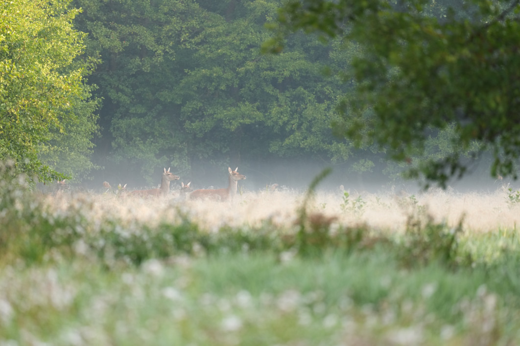 1/400 s, f/4.5, ISO 1000, 400 mm