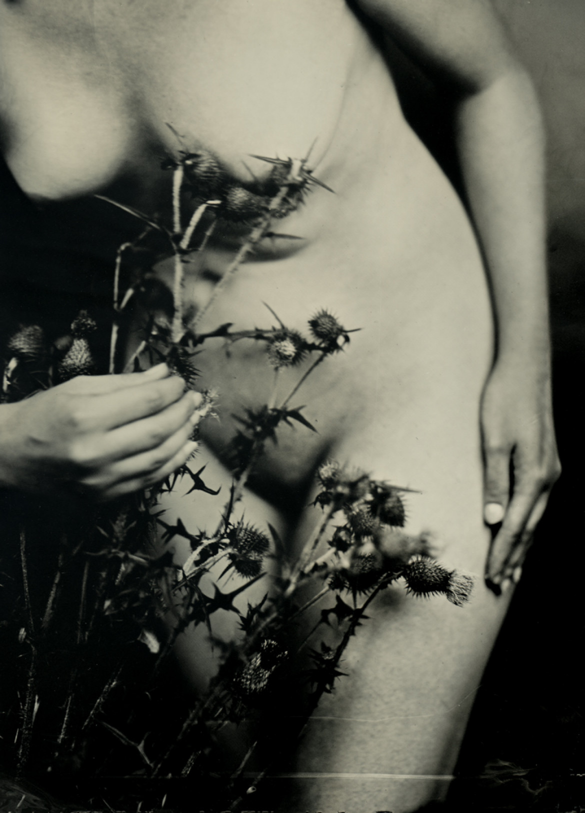 fot. Mateusz Detyniecki, nominacja w kat. Nudes, "Thistle"