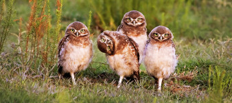 Spróbuj się nie zaśmiać, czyli wyniki Comedy Wildlife Photography Awards