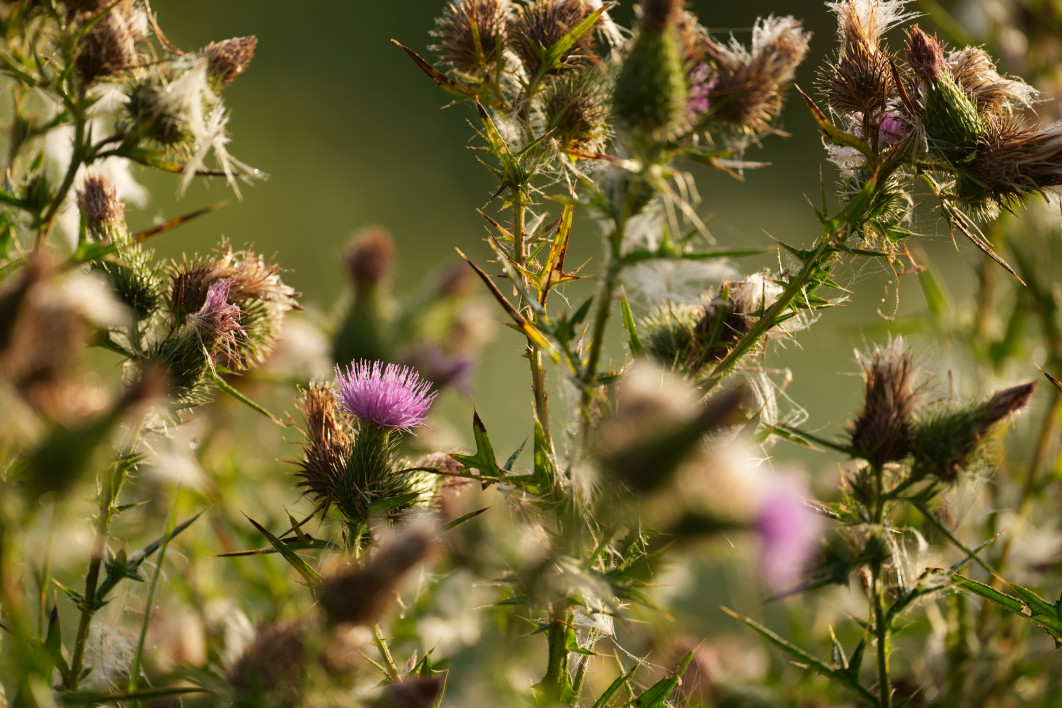 1/400 s, f/4.5, ISO 200, 400 mm
