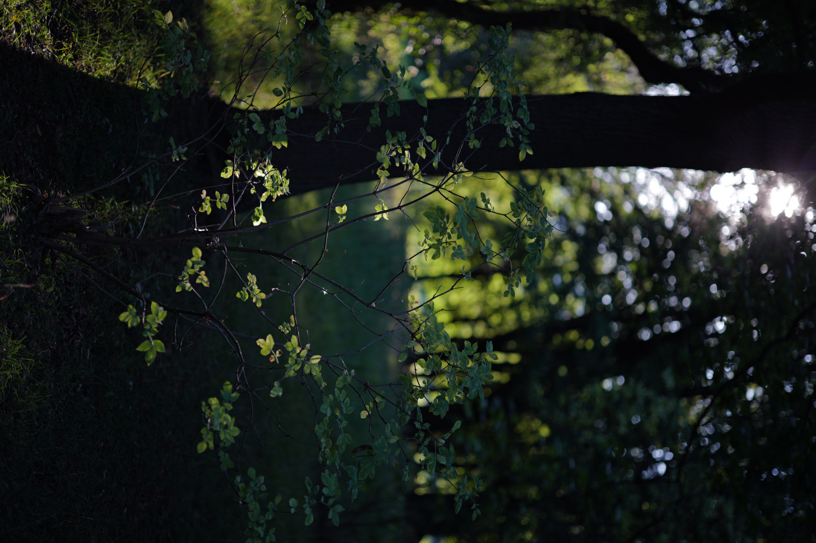 1/500 s, f/1.4, ISO 100, 75 mm