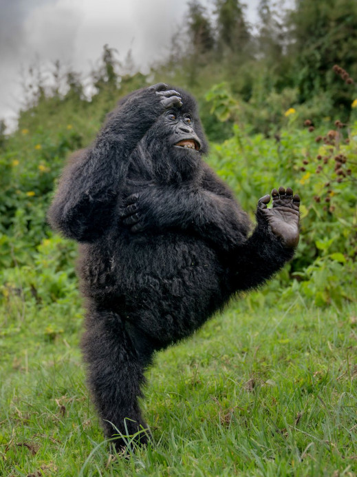 Finaliści Nikon Comedy Wildlife Awards 2025, czyli najzabawniejsze zdjęcia przyrodnicze tego roku