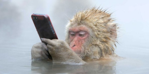 Wildlife Photographer of the Year 2014 - Polacy w finale