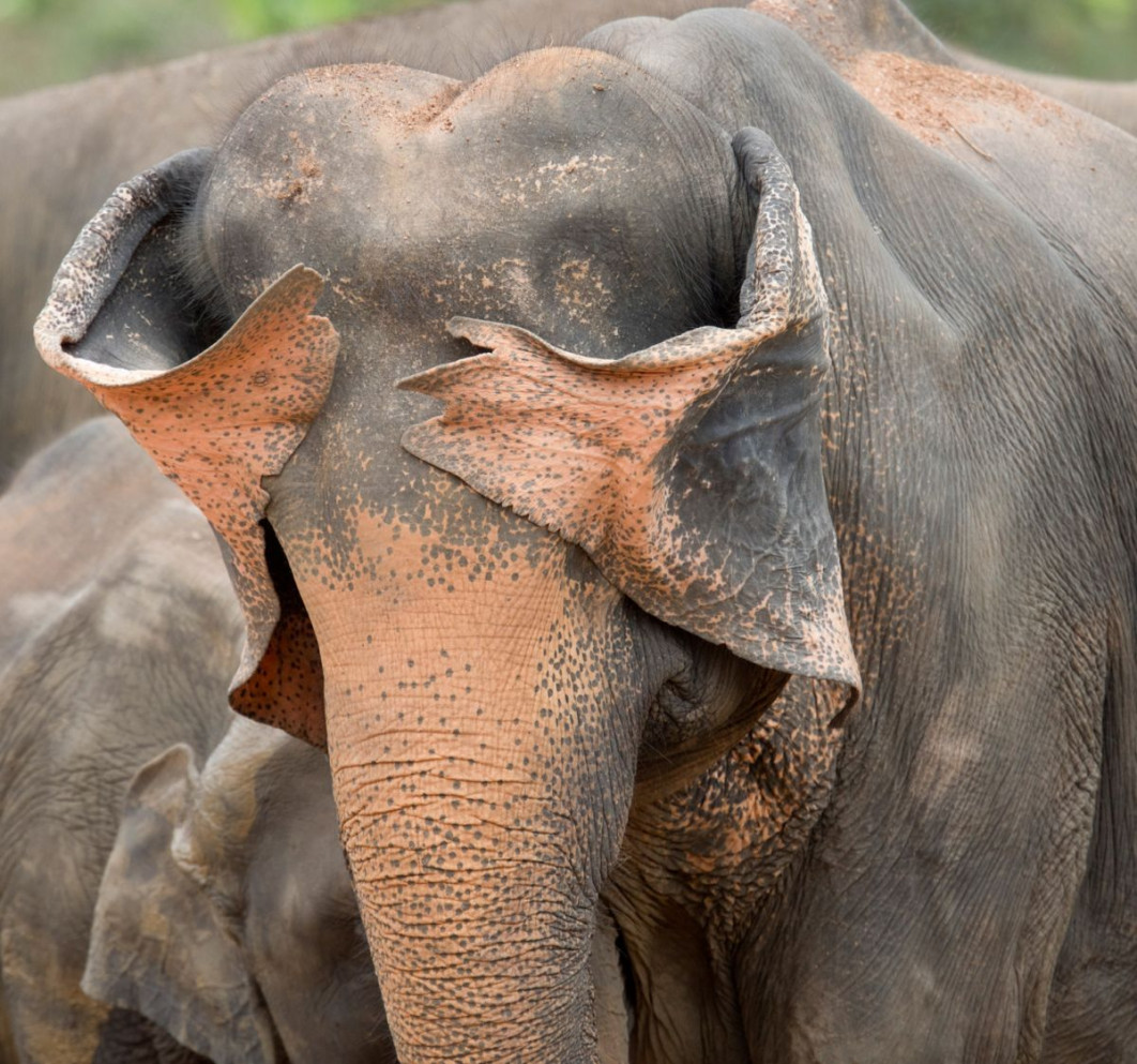 &quot;Peek a Boo&quot;, fot. Henry Szwinto, Nikon Comedy Wildlife Awards 2025