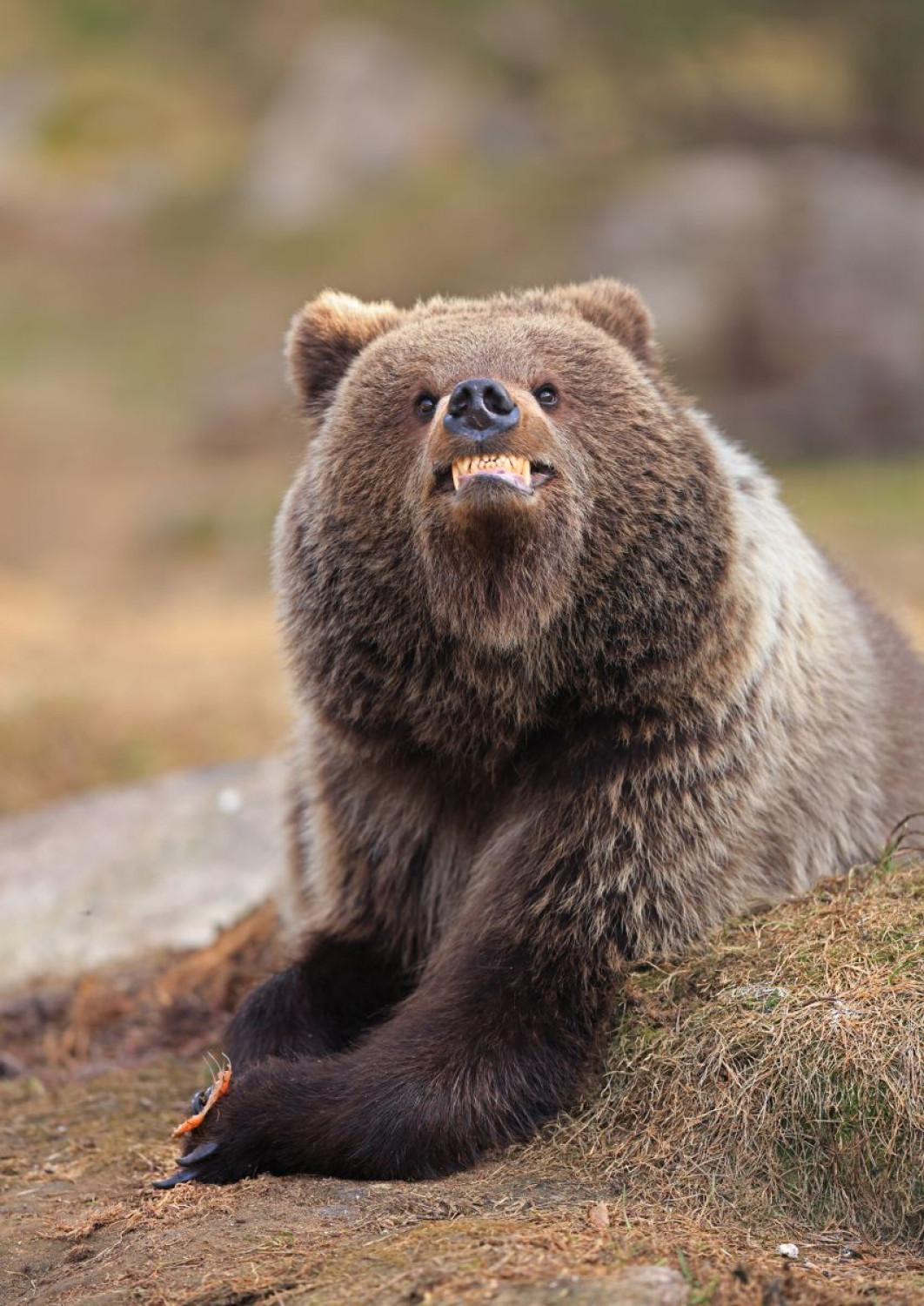 &quot;Smile, you’re being photographed&quot;, fot. Valtteri Mulkahainen, Nikon Comedy Wildlife Awards 2025