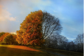 fot. Jarosław Rzechowski, nominacja w kat. Photomanipulation, "Two Faces of Autumn"