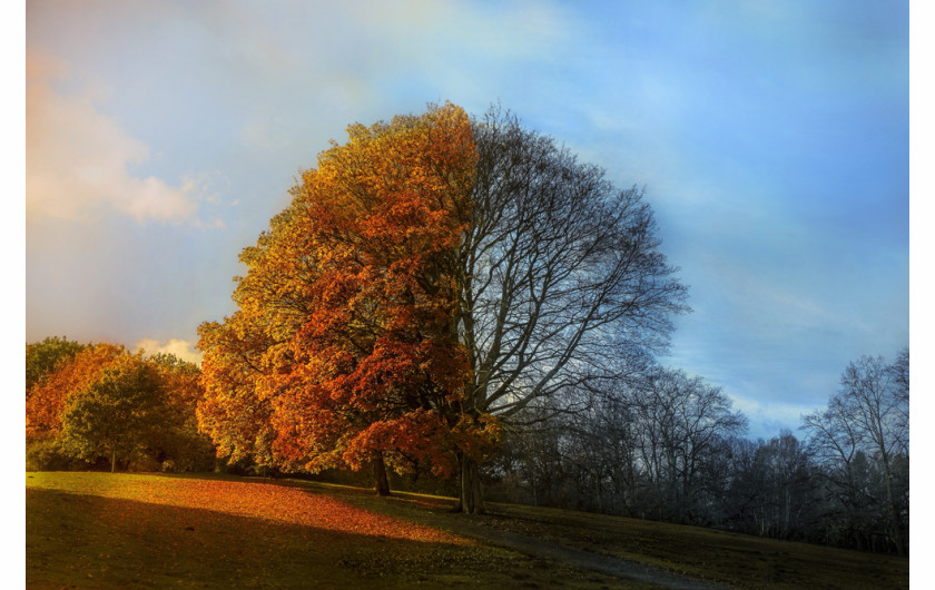 fot. Jarosław Rzechowski, nominacja w kat. Photomanipulation, Two Faces of Autumn