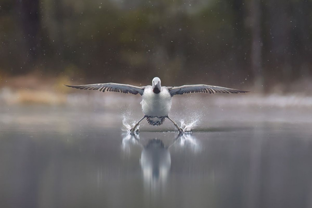 &quot;Landing Gears Down&quot;, fot. Erkko Badermann, Nikon Comedy Wildlife Awards 2025
