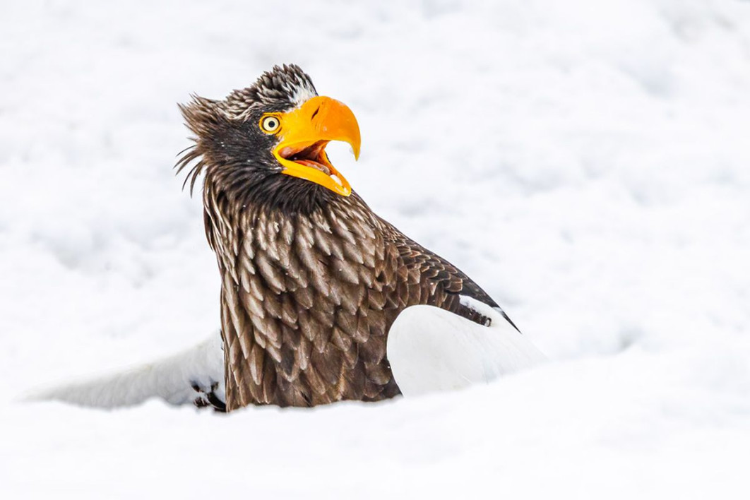 &quot;Go away&quot;, fot. Annette Kirby, Nikon Comedy Wildlife Awards 2025