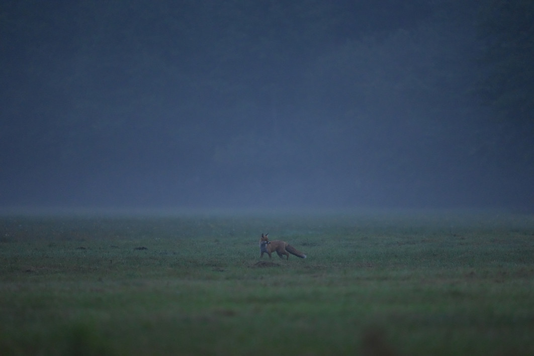 1/125 s, f/4.5, ISO 6400, 400 mm