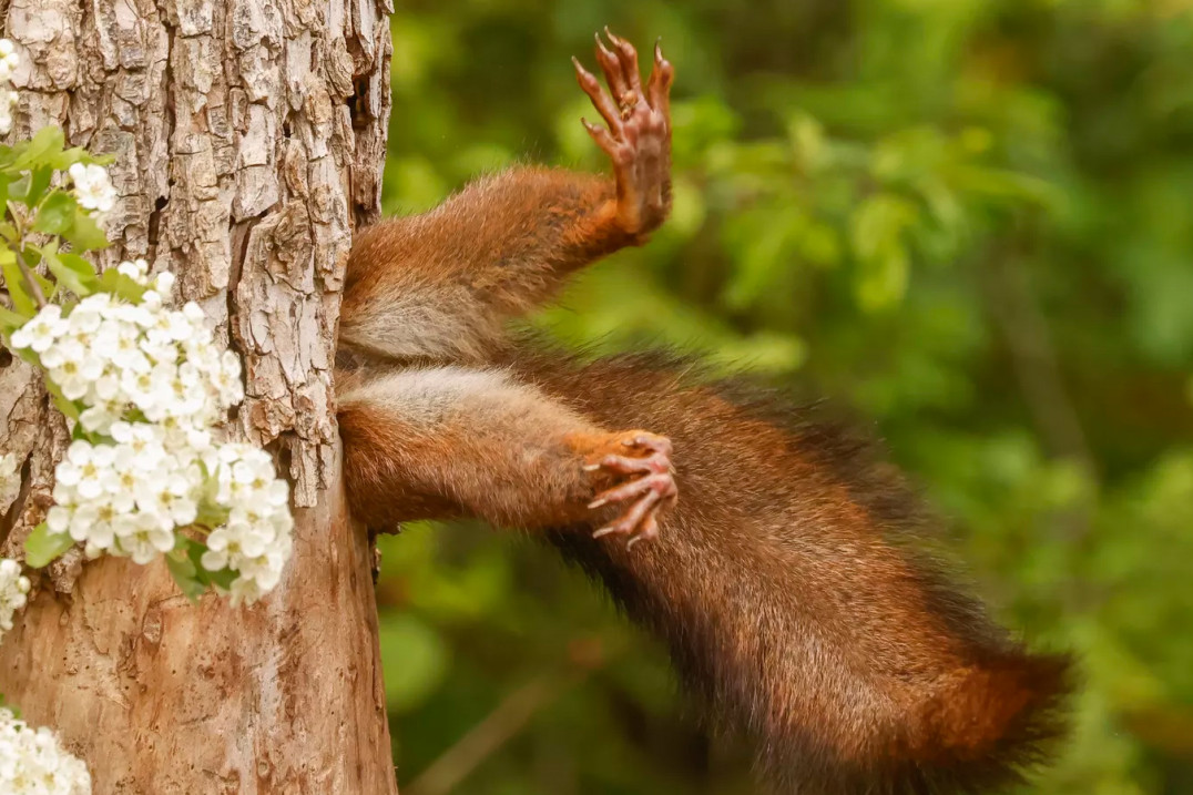 Nikon Comedy Wildlife Photography Awards 2024 - uśmiech natury