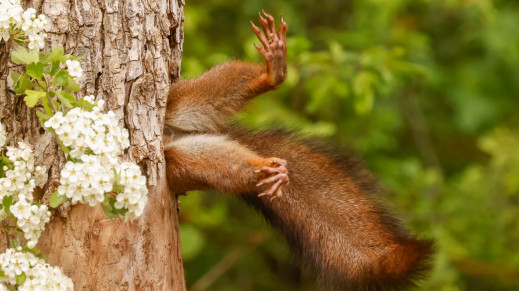 Nikon Comedy Wildlife Photography Awards 2024 - uśmiech natury