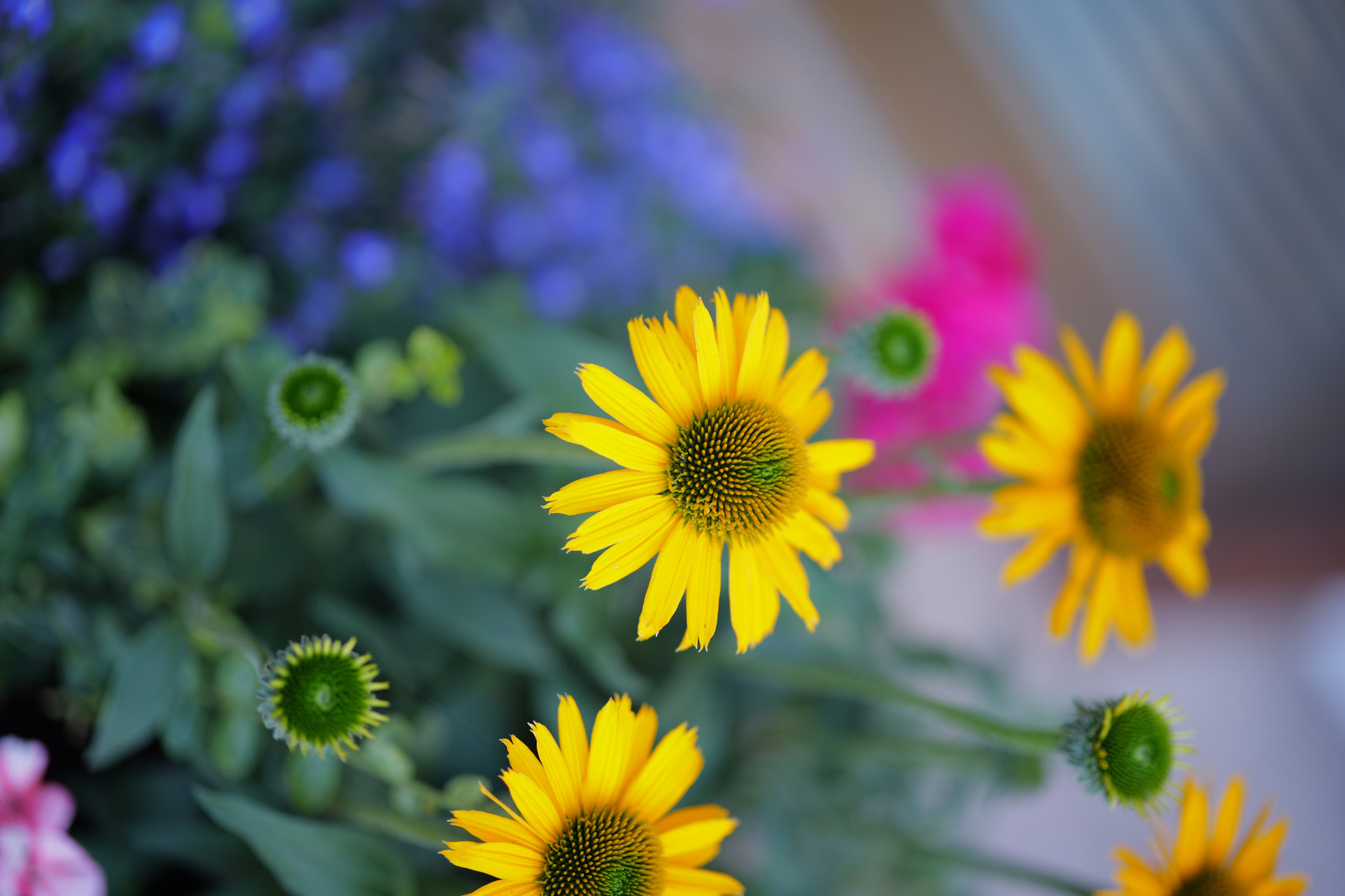 1/125 s, f/1.4, ISO 100, 75 mm