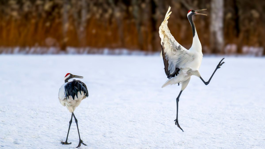 &quot;OMG he’s at it again!&quot;, fot. David Rice, Nikon Comedy Wildlife Awards 2025