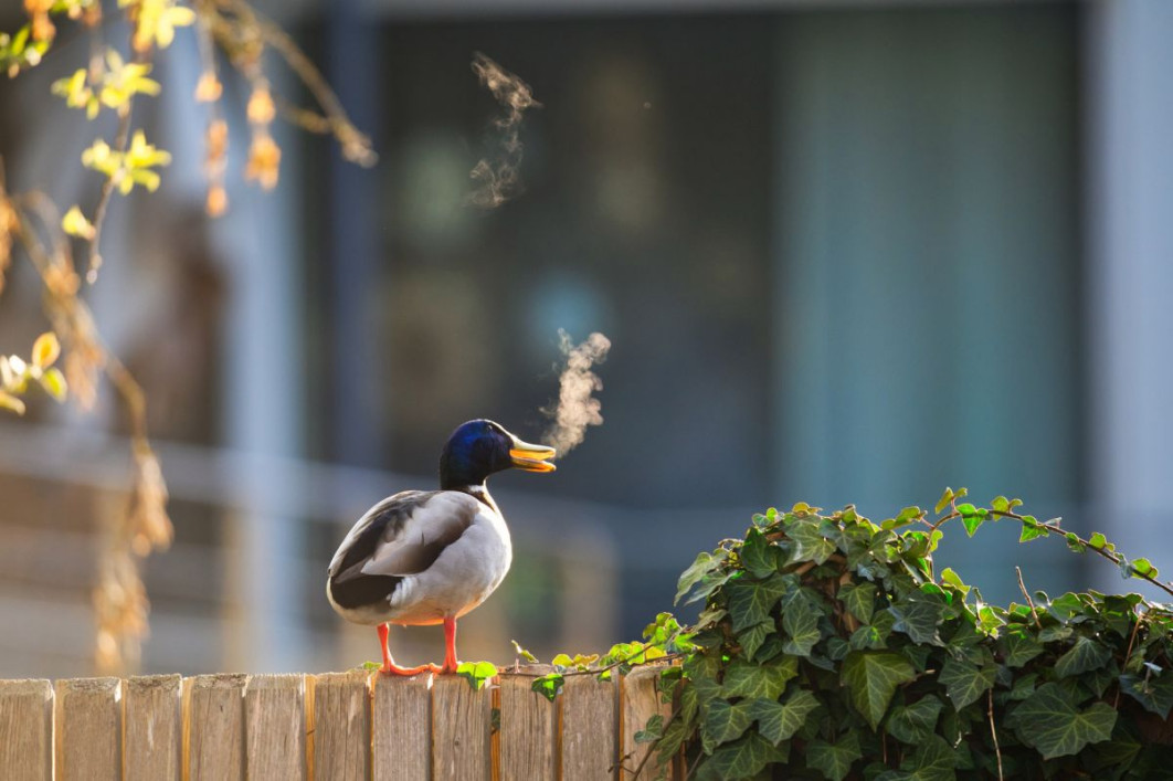 &quot;Outdoor smoking zone&quot;, fot. Lars Beygang, Nikon Comedy Wildlife Awards 2025