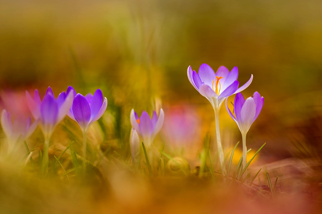 Świeże pomysły na zdjęcia wiosny - poradnik pełen inspiracji