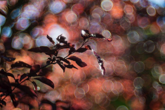 Bokeh na zdjęciu zrobionym prototypem obiektywu