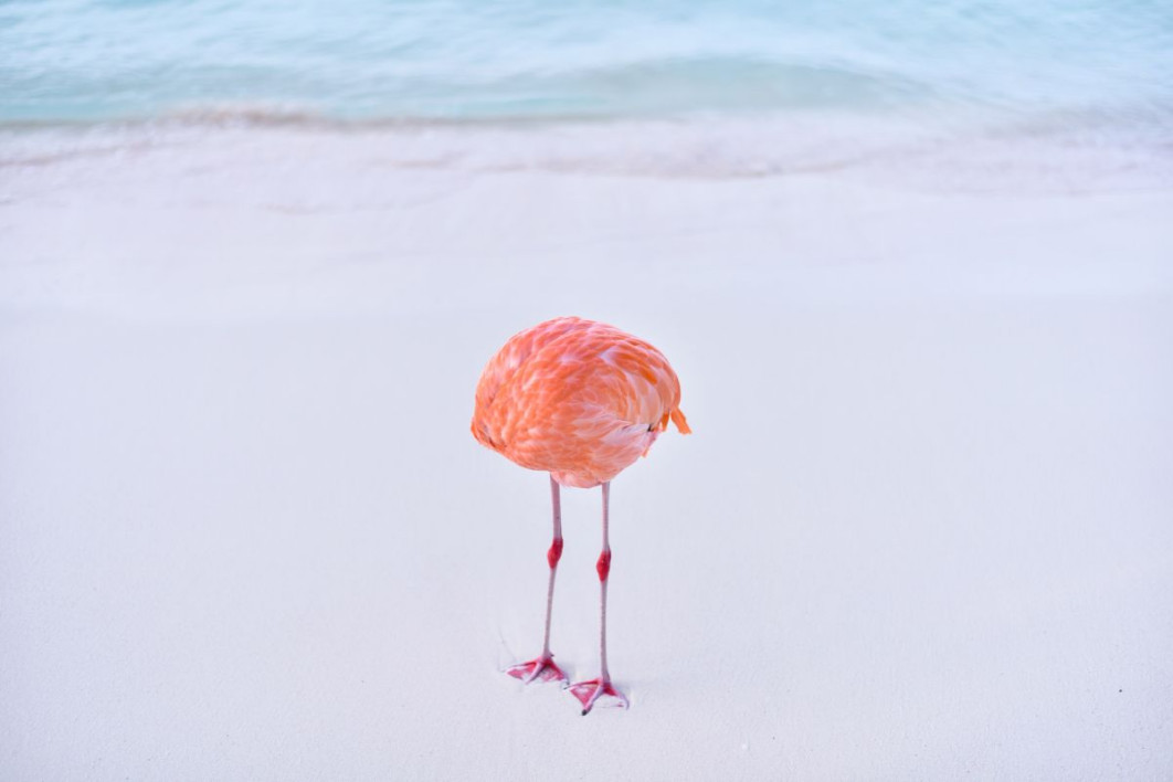 &quot;Flamingone&quot;, Miles Astray,  Nikon Comedy Wildlife Awards 2025