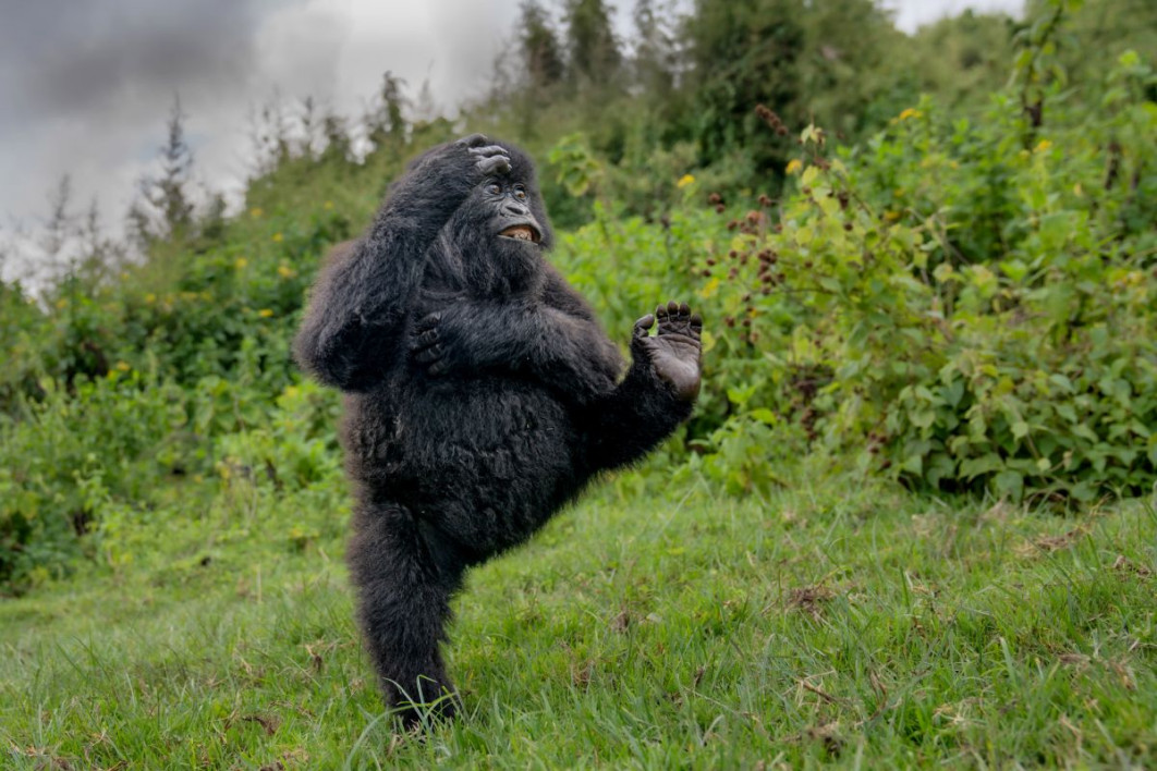 &quot;High Five&quot;, fot. Mark Meth-Cohn, Nikon Comedy Wildlife Awards 2025