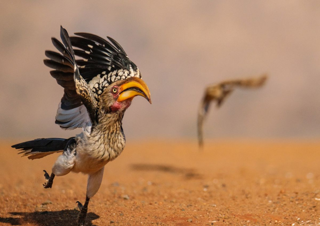 &quot;Hornbill In a Hurry&quot;, fot. Geoff Martin, Nikon Comedy Wildlife Awards 2025