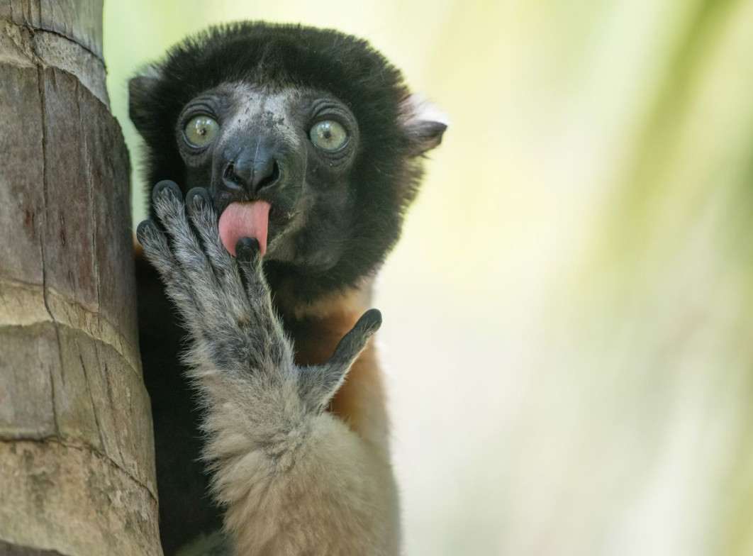 &quot;Fonzies advertising&quot;, fot. Liliana Luca, Nikon Comedy Wildlife Awards 2025