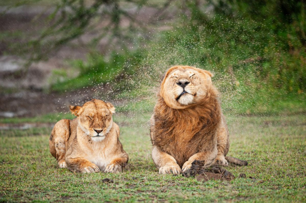 &quot;Darling, please stop!&quot;, fot. Massimo Felici, Nikon Comedy Wildlife Awards 2025