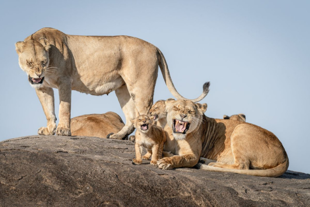 &quot;I Just Can’t Wait To Be King&quot;, fot. Bret Saalwaechter, Nikon Comedy Wildlife Awards 2025