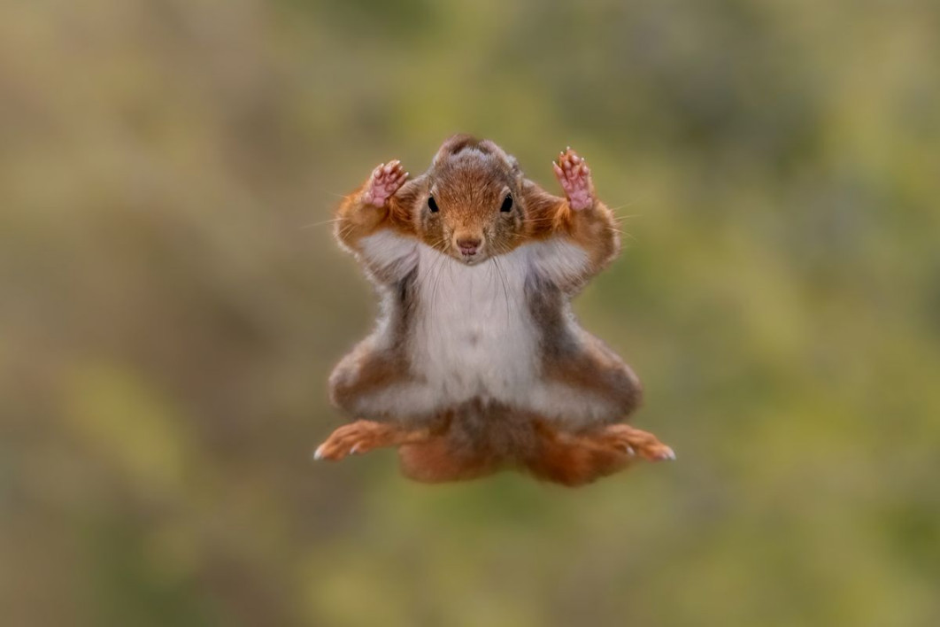 &quot;Squirrel Airborne Surrender Mode&quot;, fot. Stefan Cruysberghs, Nikon Comedy Wildlife Awards 2025