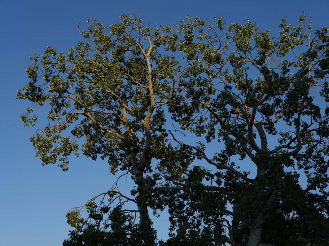 1/210 s, f/5.6, ISO 80, 55 mm