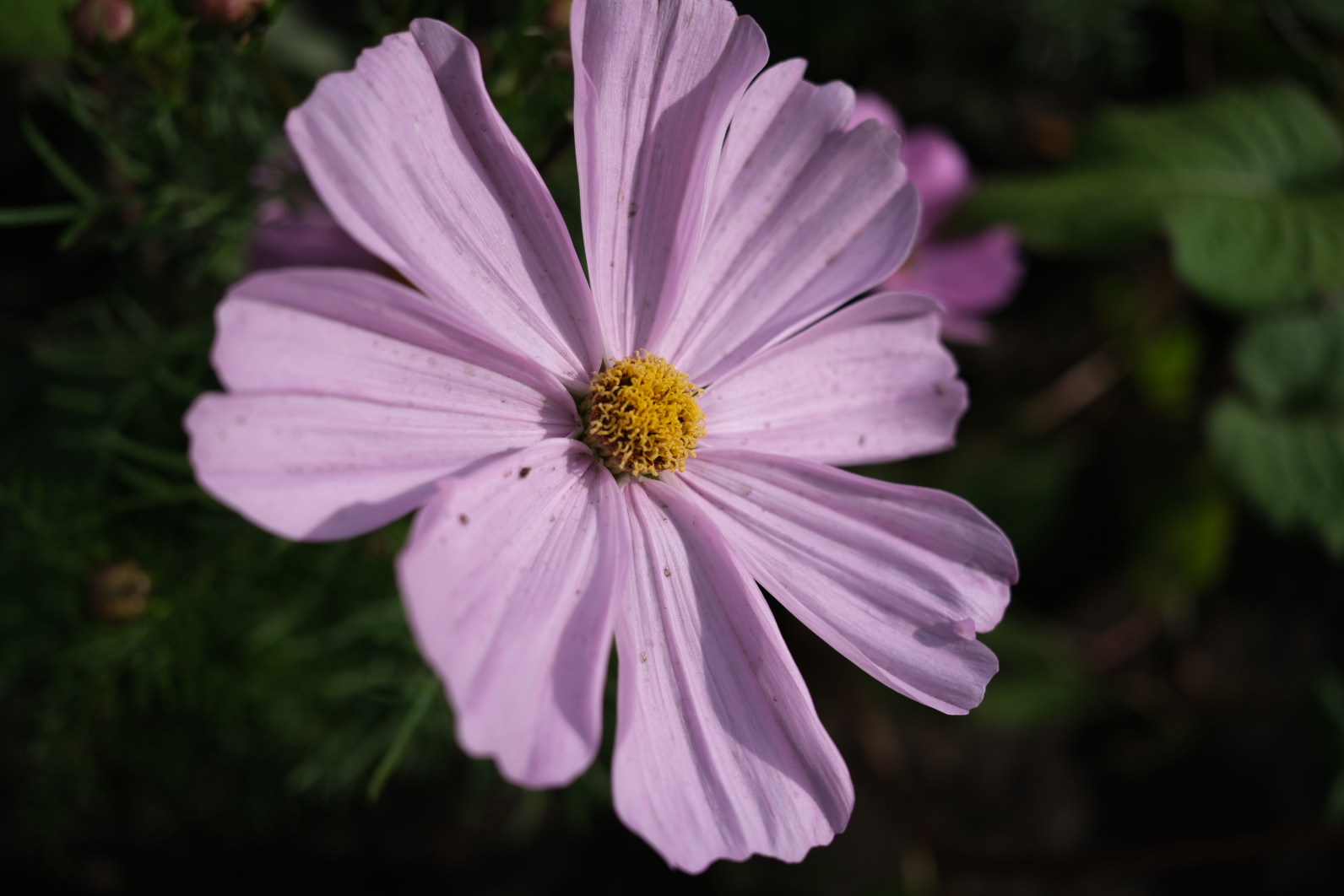 1/1250 s, f/2.8, ISO 64, 23 mm